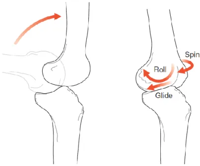 Şekil 2.6. Tibiofemoral eklem hareketleri 