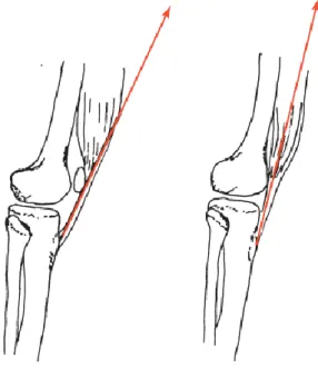 Şekil 2.7. Patella’nın görevi 