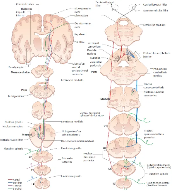 Şekil 2.8. Propriyosptif spinal yollar 