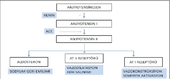 Şekil 2.4. Renin-Anjiyotensin Aldosteron Sistemi. 