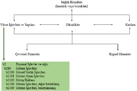 Şekil 2.1. ICF Bileşenleri Arasındaki Etkileşim (23, 24) 