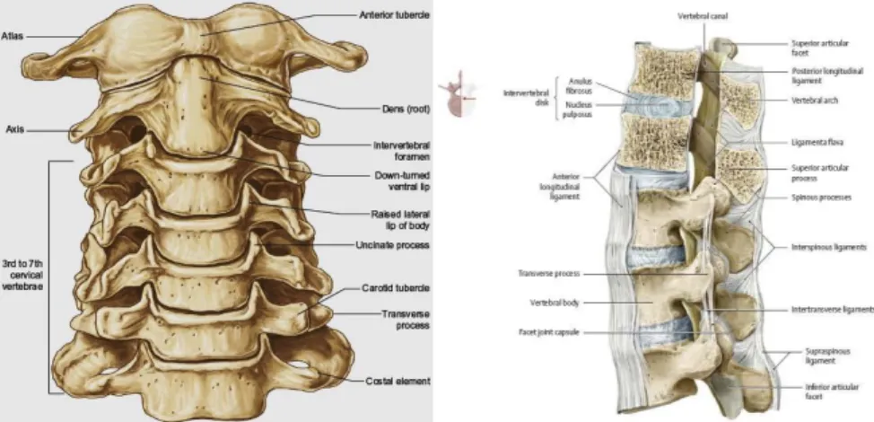 Şekil 2.5. Servikal vertebraların anterior ve lateral görünümü (162)  2.3.2. Servikal Bölge Eklem ve Kinematiği 