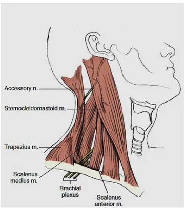 Şekil 2.9. Servikal bölge kaslarının yandan görüntüsü (170) 