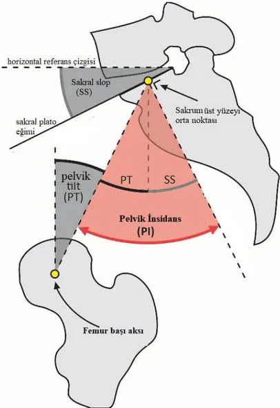 Şekil 2.7. Pelvik parametrelerin (pelvik insidans (PI), pelvik tilt (PT) ve sakral slop 