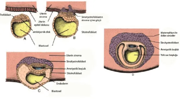 Şekil 2.4. İnsan embriyosunun implantasyonu. (A) Blastosit henüz uterusa  bağlanmamış; (B) Trofoblast uterusa penetre olmuş ve uterusun içine  yayılıyor; (C)  Blastosit daha çok yayılıyor ve amniyotik boşluk görünüyor;  (D) Uterin dokular büyüyor, sinsityo