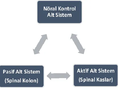 Şekil 2.3. Gövde stabilizasyonundan sorumlu alt sistemler (81)    