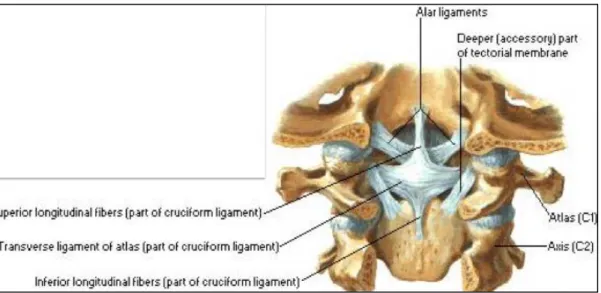 Şekil 2.2.  Üst servikal bölge ligamentleri (40). 