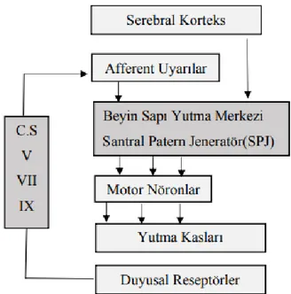 Şekil 2.7. Yutmanın nöral kontrolü (32). 