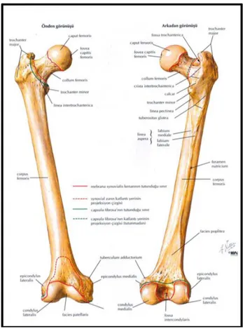 Şekil 2.1. Femurun anatomisi  (28)  