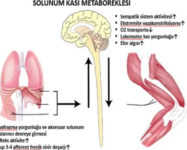 Şekil 2.3. Solunum kası metaborefleksi (5) 