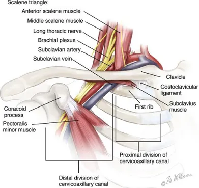 Şekil 2.1. İnterskalen üçgen anatomisi (26).  2.1.3. Kostoklaviküler Aralık  