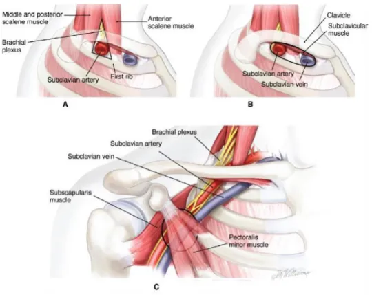 Şekil 2.2. Torasik outlet anatomisi 