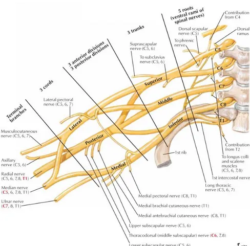 Şekil 2.3. Brakiyal pleksus anatomisi (32).  2.1.8. Subklaviyen ve Aksiller Damarlar 