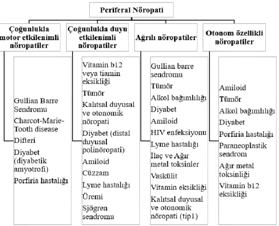 Şekil 2.1. Periferal Nöropatinin Klinik Tipleri (22, 25, 26) 