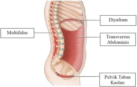 Şekil 2.3. Spinal Stabilite Kasları. 