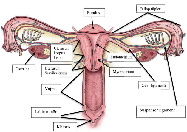 Şekil 2.1. Kadın iç üreme organları (27).  2.1.2. Üreme sisteminin hormonları 