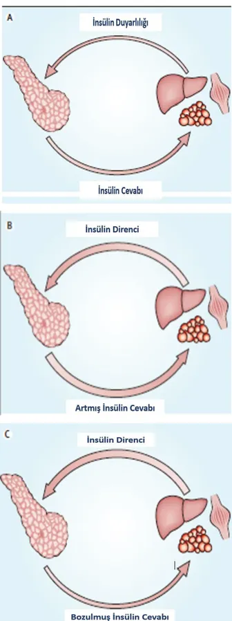 Şekil 2.1. Pankreas β Hücresi İle İnsülin Duyarlı Dokular Arasında Geri Bildirim 