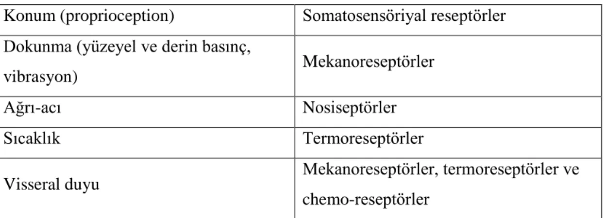 Tablo 2.2. Somatosensoriyal reseptörler  