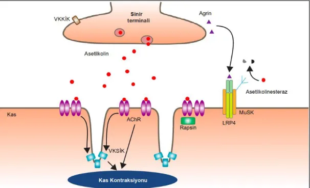 Şekil 2.1. Sağlıklı nöromüsküler kavşak (VKKİK: voltaj kapılı kalsiyum iyon  kanalları, AChR: asetilkolin reseptörleri, VKSİK: voltaj kapılı sodyum  iyon kanalları, MuSK: kas spesifik tirozin kinaz, LRP4: lipoprotein  reseptör ilişkili protein 4) (22) 