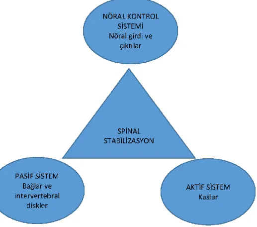 Şekil 2.3. Spinal stabilizasyonu oluşturan komponentler 