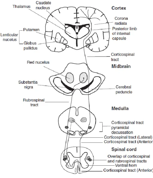 Şekil 2.2. Kortikospinal Traktus (CST) ve Rubrospinal Traktus (RST) (7) 