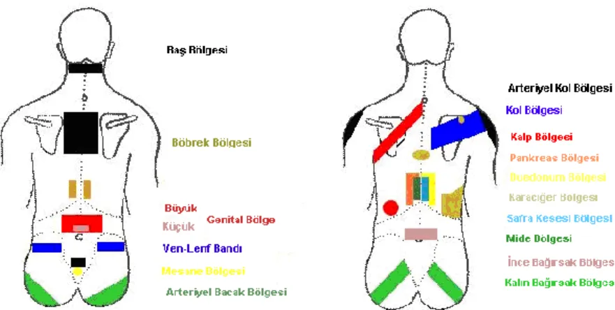 Şekil 2.2. Konnektif doku bölgeleri (Yüksel, 2016). 