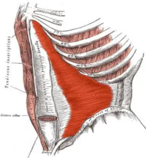 Şekil 2.2 Transversus abdominis lateral görünüm (23) 