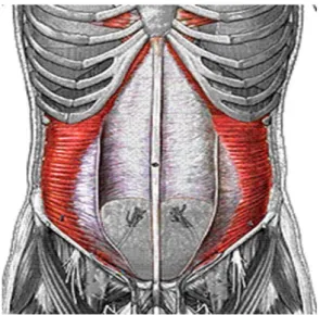 Şekil 2.3 Transversus abdominis frontal görünüm (23) 