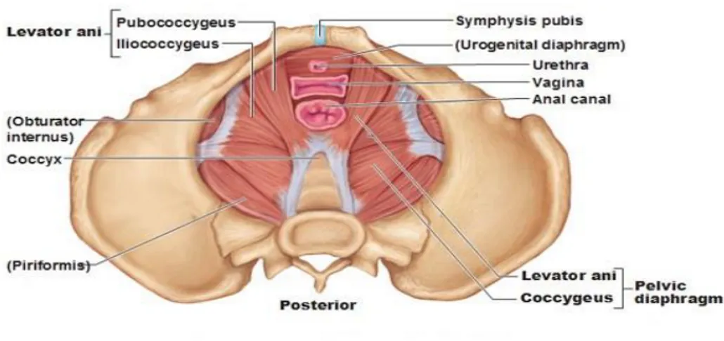 Şekil 2.4 Pelvik diafragma (Bayan) (30). 