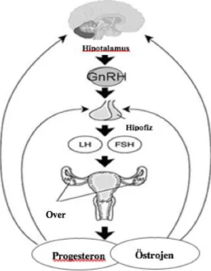 Şekil 2.1. Menstrual siklusun düzenleyici faktörleri(7) 