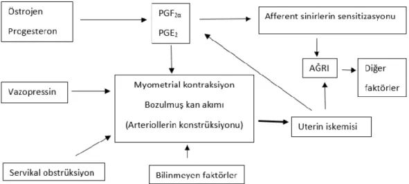 Şekil 2.5. Primer dismenore patofizyolojisi (PGF2a: Prostaglandin F2a,  PGE2:Prostaglandin E2) (36) 