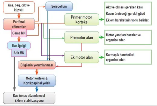 Şekil 2.2. Propriyosepsiyonun kortikal yolakları (80). 