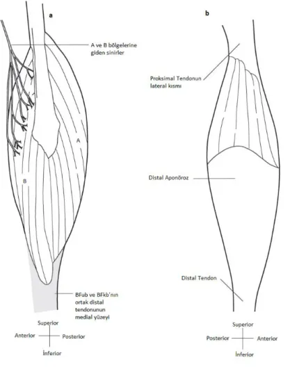 Şekil 2.3. Sağ Biseps Femoris Uzun Başı. a. Medialden, b. lateralden görünümü. 