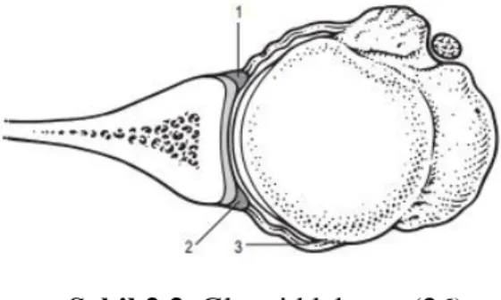 Şekil 2.2. Glenoid labrum (26). 