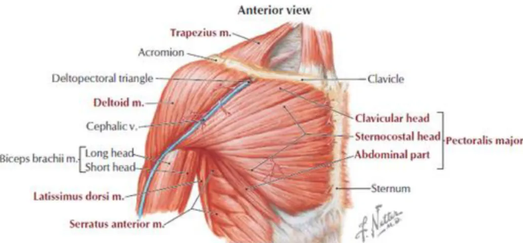 Şekil 2.4. Omuz kuşağını oluşturan kasların önden görünüşü. 