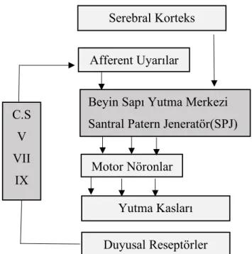 Şekil 2.1. Yutmanın Nöral Kontrolü. 