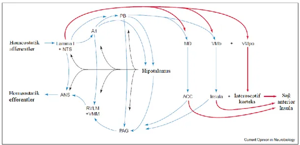 Şekil 2.2 Homeostatik afferent sistemin organizasyonel haritası (36). 