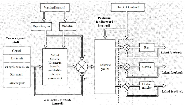 Şekil 2.4. Postüral Kontrolün Şematik Gösterimi (45). 