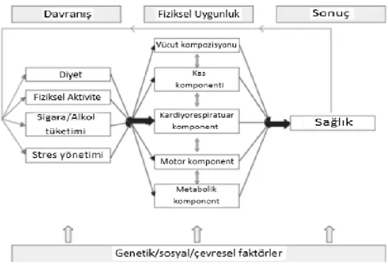 Şekil 2.5. Fiziksel Aktivite, Fiziksel Uygunluk ve Sağlık (59).  2.6.  Vücut Farkındalığı, Denge ve Postür 