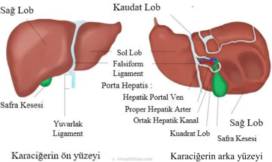 Şekil 2.1. Karaciğerin anatomik görünümü (24) 