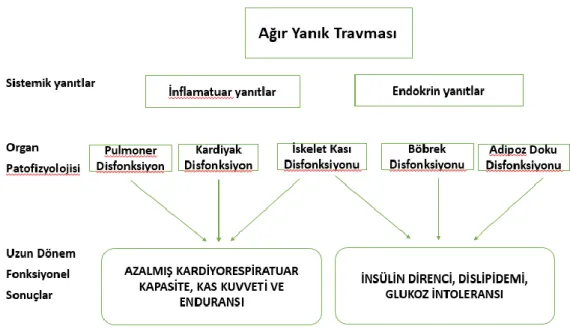 Şekil 2.2. Yanığın Sistemik Etkileri 