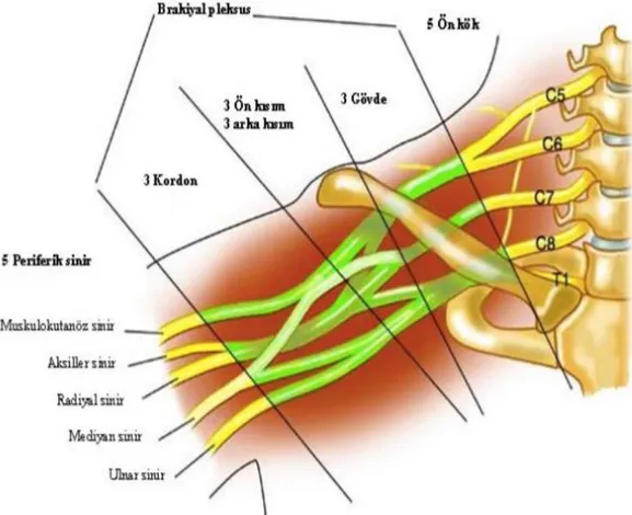 Şekil 2.2. Brakiyal pleksusun klavikula ile ilişkisi (20). 