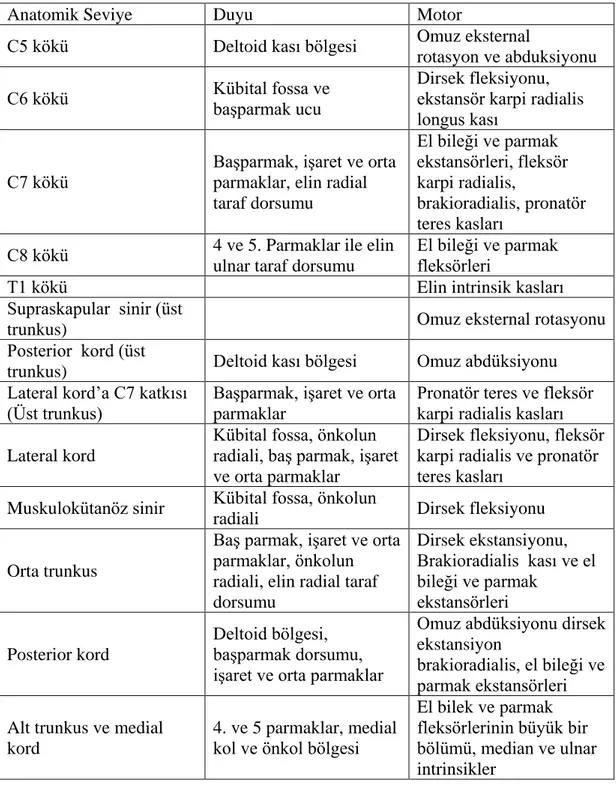 Tablo 2.1. Brakiyal pleksusun çeşitli seviyelerinin sağladığı motor ve duyu  fonksiyonları (14)