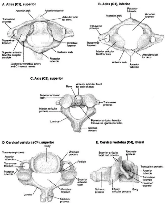 Şekil 2.1.  Servikal vertebralar (38). 