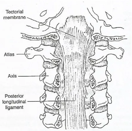 Şekil  2.3.   Tektoryal  membran,  posterior  longitudinal  ligamentin  devamı  olarak              craniovertebral alanda yer alır (38)