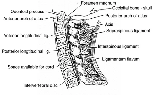 Şekil 2.5.  Alt servikal bölge ligamentleri (46).  2.1.3.  Servikal Bölge Kasları 