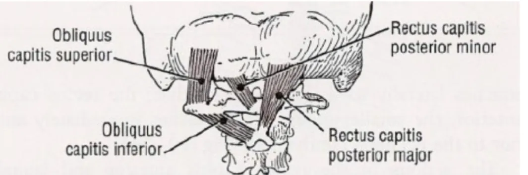 Şekil 2.7.  Suboksipital kasların görünümü (48). 