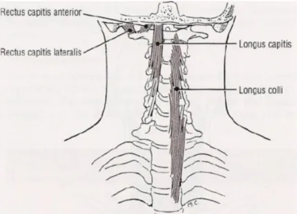 Şekil 2.10 .  Longus kapitis, longus colli ve rectus kapitis kaslarının görünümü (48)