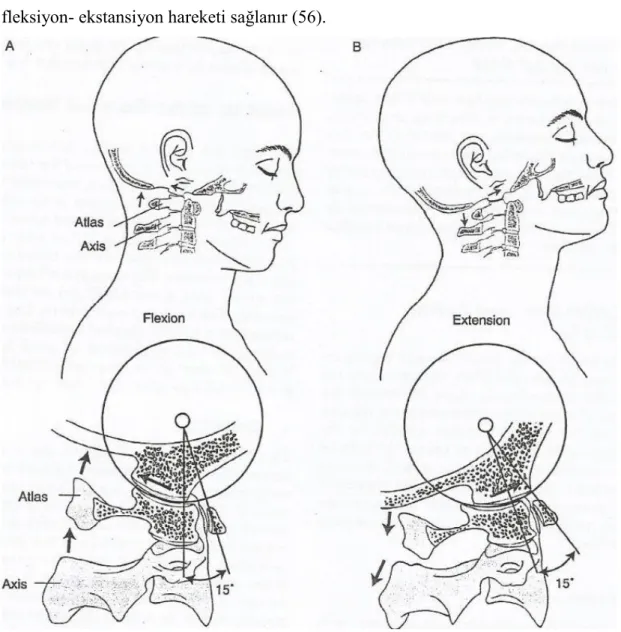 Şekil 2.11.  Atlanto-oksipital eklemin fleksiyon (A) ve ekstansiyon (B) hareketi (38)