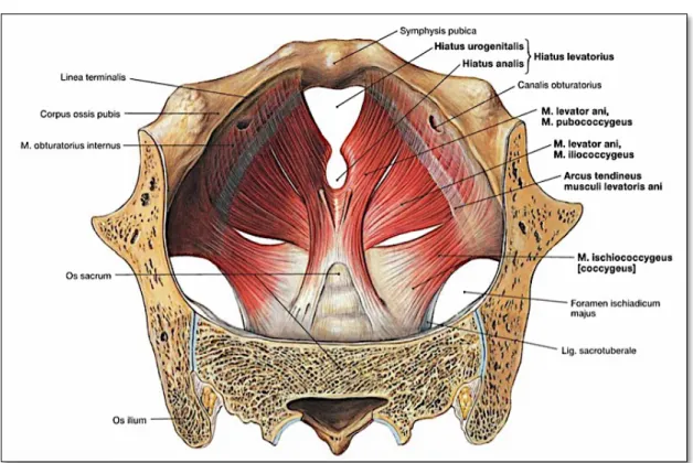 Şekil 2.4. Kadınlarda pelvik taban, cranial görünümü (10).  Perineal Membran 